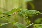 Striped maple