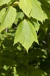 Mountain maple