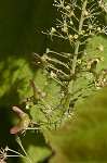 Mountain maple