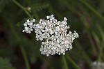 Yarrow