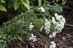 Yarrow