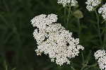 Yarrow