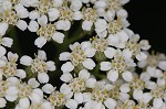 Yarrow