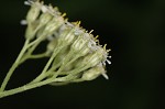 Yarrow