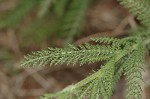 Yarrow