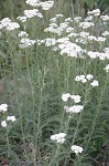 Yarrow