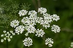 Bishop's goutweed