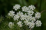 Bishop's goutweed