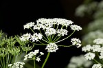 Bishop's goutweed