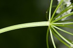 Bishop's goutweed