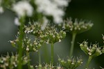 Bishop's goutweed