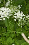 Bishop's goutweed