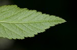 Bishop's goutweed