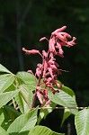 Red buckeye