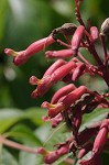 Red buckeye