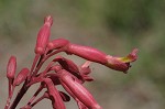 Red buckeye