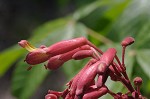 Red buckeye