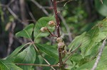 Red buckeye