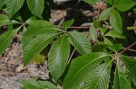 Red buckeye