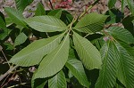 Red buckeye