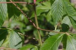 Red buckeye