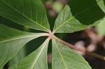 Red buckeye