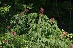 Red buckeye