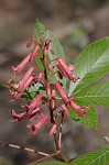 Red buckeye