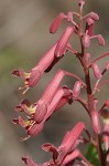 Red buckeye