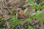 Red buckeye