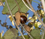 Red buckeye