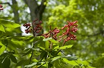 Red buckeye