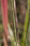 Scaleleaf false foxglove