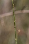 Scaleleaf false foxglove