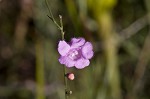 Scaleleaf false foxglove