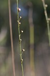 Scaleleaf false foxglove