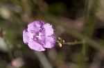 Scaleleaf false foxglove