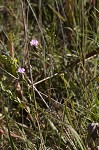 Scaleleaf false foxglove