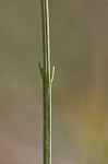 Scaleleaf false foxglove