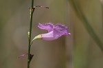 Scaleleaf false foxglove