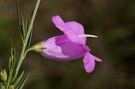 Beach false foxglove