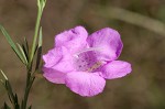 Beach false foxglove