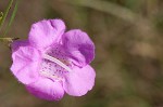 Beach false foxglove