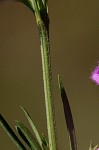 Beach false foxglove