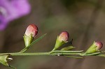 Beach false foxglove