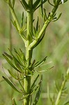 Beach false foxglove