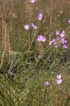 Beach false foxglove