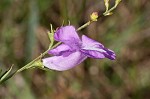 Beach false foxglove