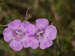 Beach false foxglove