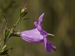 Beach false foxglove